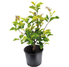 Magnolie FloraSelf Magnolia 'Daphne' H 60-80 cm Co 7,5 L