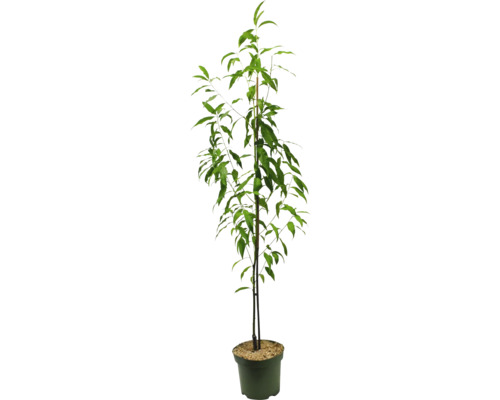 Pfirsichbaum im Topf