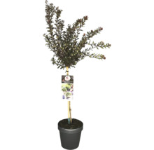 Fasanenspiere Lady in Red im Topf