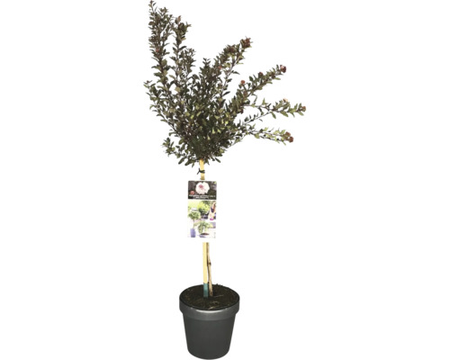 Fasanenspiere Lady in Red im Topf