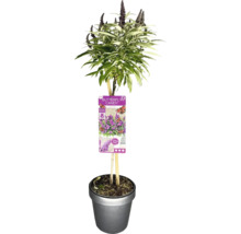 Schmetterlingsflieder ''Butterfly Candy'' im Topf