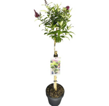 Schmetterlingsflieder als Hochstamm im Topf