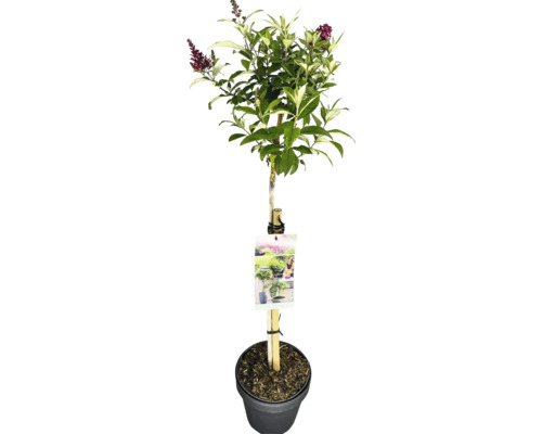 Schmetterlingsflieder als Hochstamm im Topf