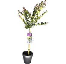 Kreppmyrte im Topf mit Stützpfahl und Pflanzenetikett