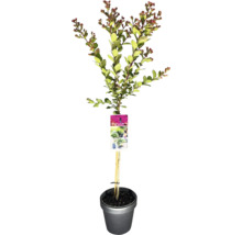 Kreppmyrte im Topf mit Stützpfahl und Pflanzenetikett