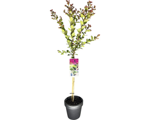 Kreppmyrte im Topf mit Stützpfahl und Pflanzenetikett