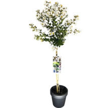 Kreppmyrte im Topf mit weißen Blüten und grünen Blättern