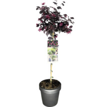 Chinesische Strauchweiche ''Black Pearl'' im Topf