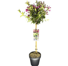 Blütenstrauch auf Stamm im Topf