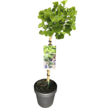 Ginkgo Baum im Topf