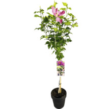 Hibiskus im Topf mit Blüte und grünen Blättern