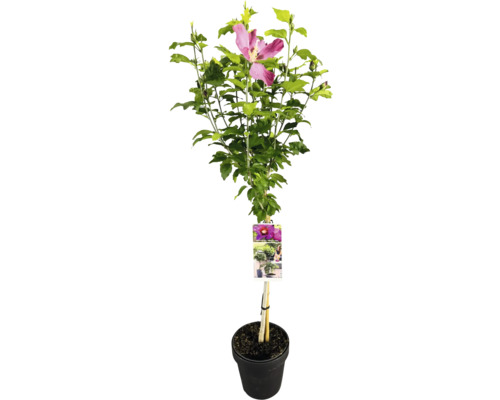 Hibiskus im Topf mit Blüte und grünen Blättern