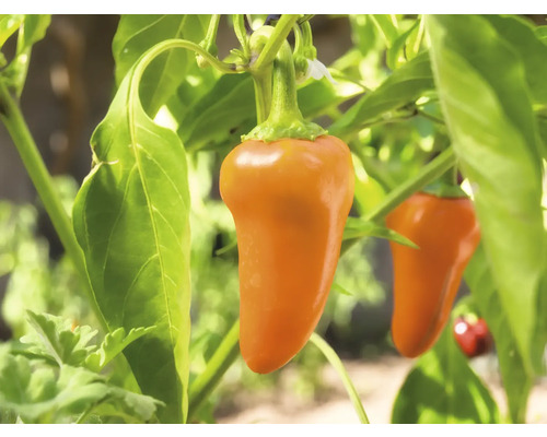 Orangefarbene Paprika auf einer Pflanze.