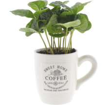 Kaffeepflanze in einer Tasse mit der Aufschrift Süßes Zuhause Kaffee