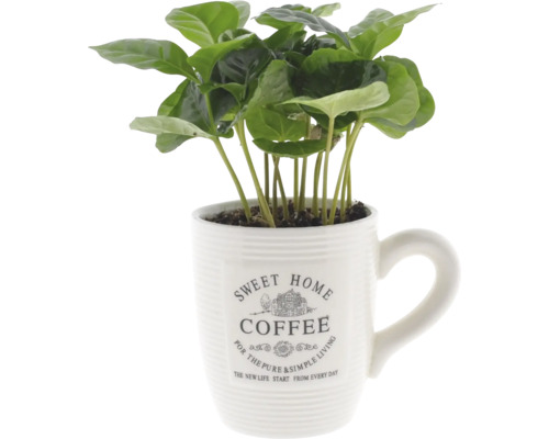 Kaffeepflanze in einer Tasse mit der Aufschrift Süßes Zuhause Kaffee