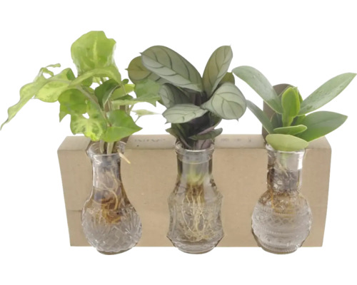 Drei Pflanzen in Glasvasen mit Holzhalterung