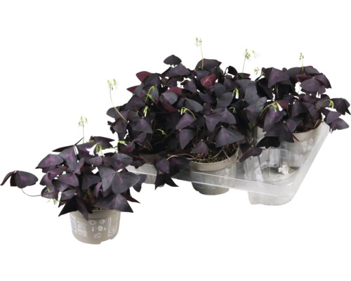 Mehrere Oxalis triangularis Pflanzen in Töpfen auf einer transparenten Ablage.