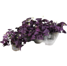 Sauerklee mit violetten Blättern und weißen Blüten im Topf