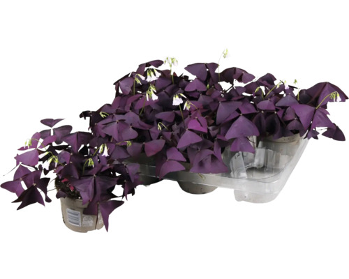 Sauerklee mit violetten Blättern und weißen Blüten im Topf