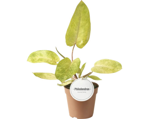 Baumfreund FloraSelf Philodendron 'Painted Lady' Ø 12 cm Topf Philodendron Zimmerpflanze in braunem Topf
