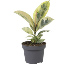 Gummibaum Zimmerpflanze im Topf