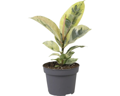 Gummibaum Zimmerpflanze im Topf