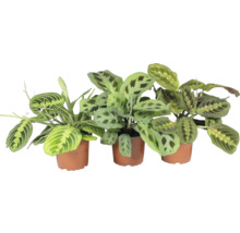 Drei Gebetspflanzen in Töpfen