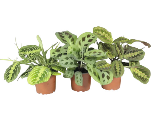 Drei Gebetspflanzen in Töpfen