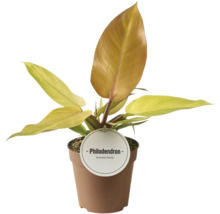 Philodendron Pflanze im Topf