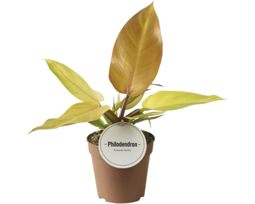 Baumfreund FloraSelf Philodendron 'Prince of Orange' Ø 12 cm Topf Philodendron Pflanze im Topf