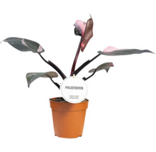 Philodendron Zimmerpflanze in einem Topf