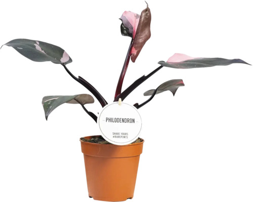 Philodendron Zimmerpflanze in einem Topf