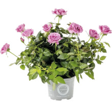 Mini Rosenstrauch im Topf