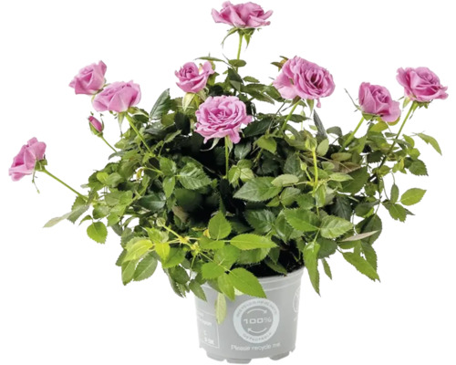 Mini Rosenstrauch im Topf