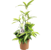 Drachenbaum im Topf mit Pflanzenetikett