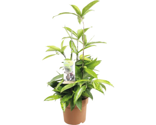 Drachenbaum im Topf mit Pflanzenetikett