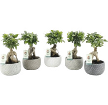 Verschiedene Ginseng-Bonsai in Töpfen