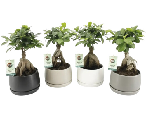 Vier Ficus Ginseng Pflanzen in Töpfen