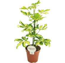 Schefflera Arboricola im Topf