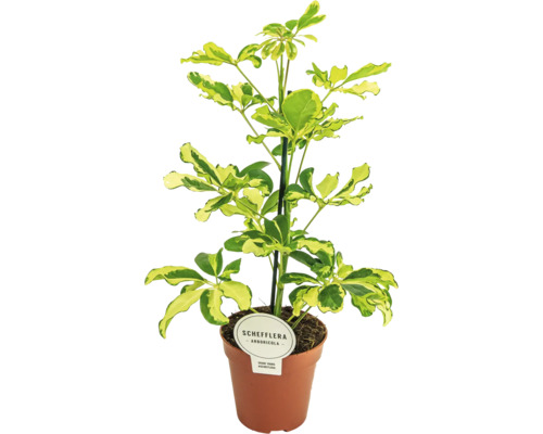 Schefflera Arboricola im Topf