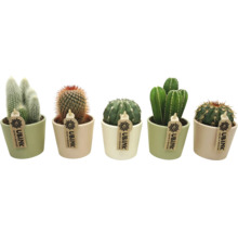 Fünf verschiedene Kakteen in Töpfen