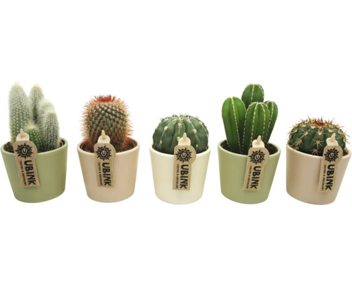 Fünf verschiedene Kakteen in Töpfen