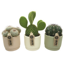 Drei Kakteen in Töpfen der Marke Ubink.