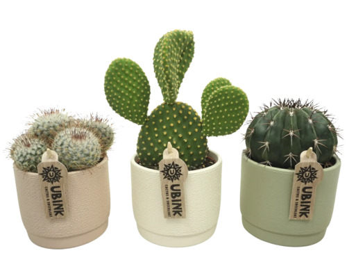 Drei Kakteen in Töpfen der Marke Ubink.