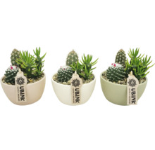 Drei Kakteen und Sukkulenten in Keramiktöpfen mit Ubink Logo