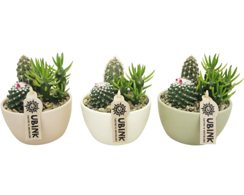 Drei Kakteen und Sukkulenten in Keramiktöpfen mit Ubink Logo