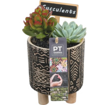 Sukkulenten in einem Topf mit Muster und kleinem Schild