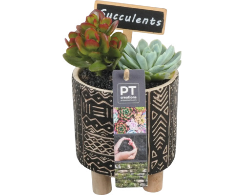 Sukkulenten in einem Topf mit Muster und kleinem Schild