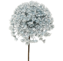 Dekorative Allium-Zwiebelblume mit Schnee-Effekt auf Stiel
