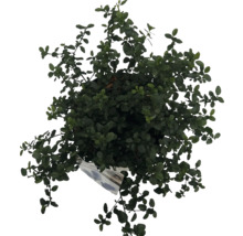 Draufsicht einer Topfpflanze mit grünen Blättern